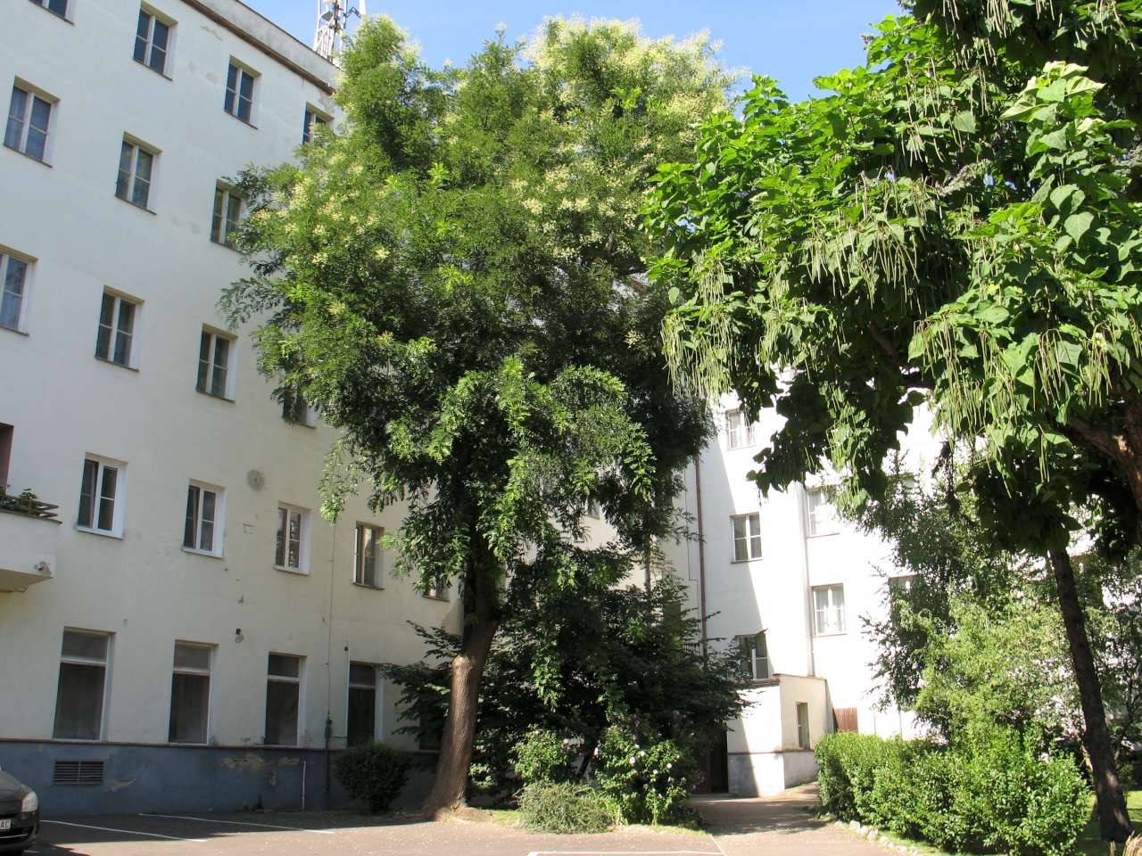 Dvor